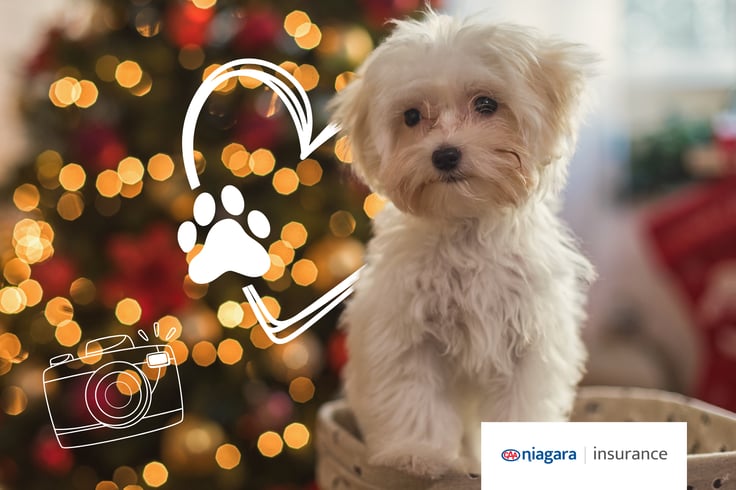 [CAA Niagara] Pet Insurance - Blog - 600x500-1