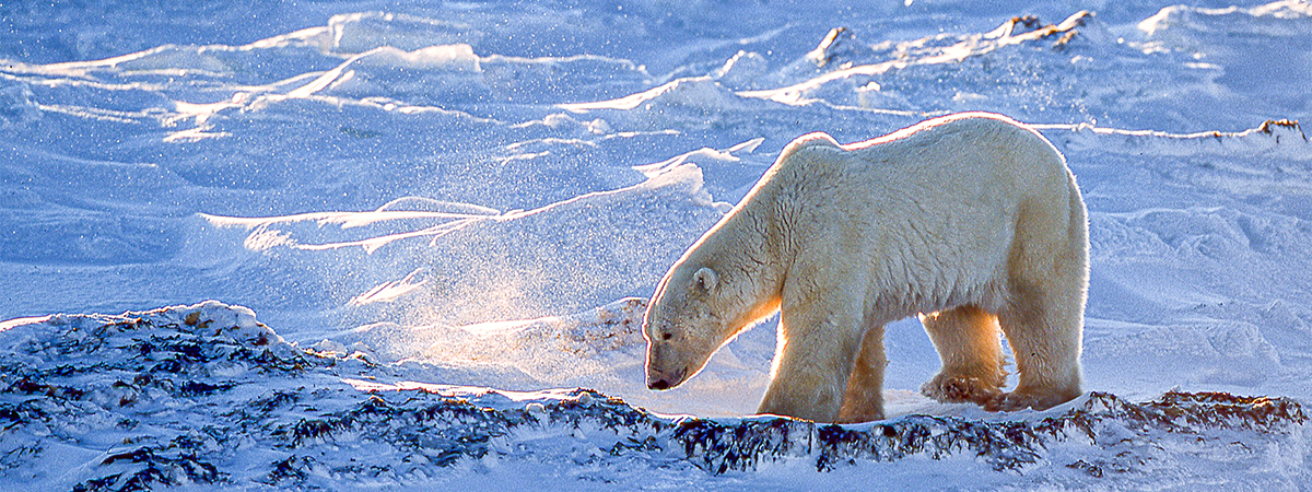 Polar Bear walking in Churchill, MB