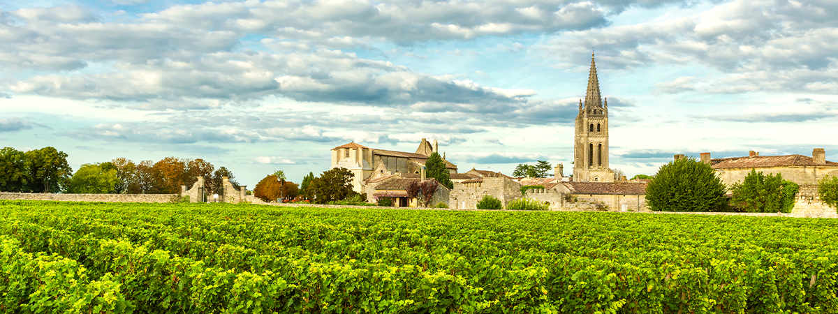 Vineyard in Bourdeaux, France