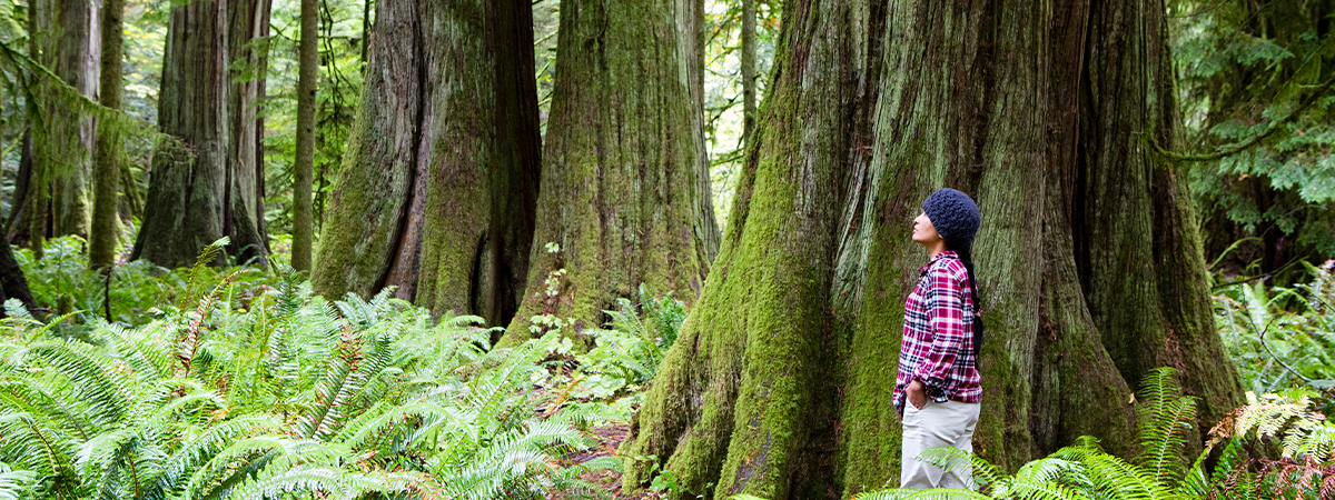 Woman standing amongst trees in Cathedral Grove