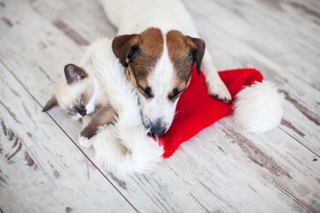 puppy and kitten sleeping on Santa hat