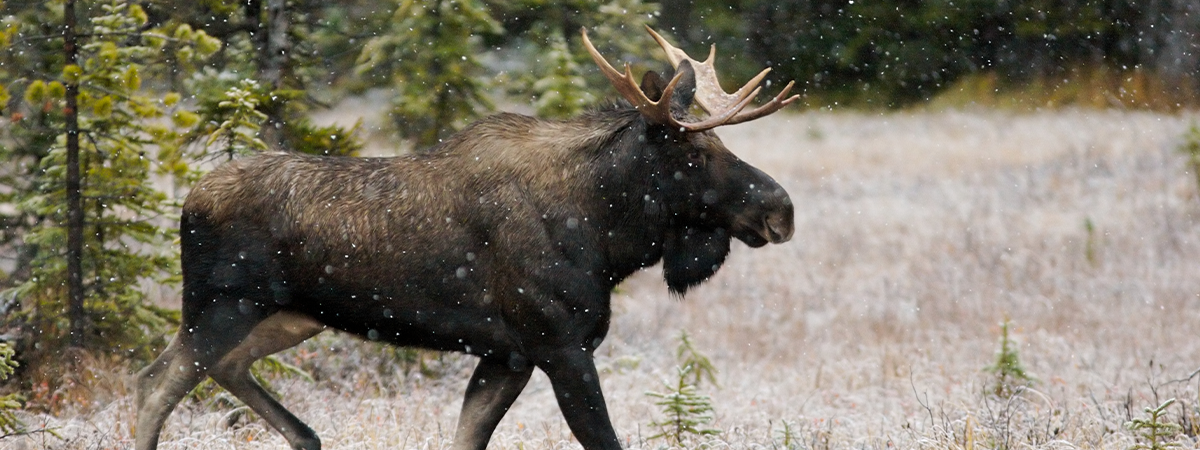 Moose walking through the forest during a light snowfall