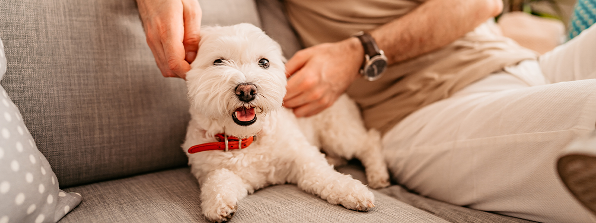 Dog sitting on couch with owner