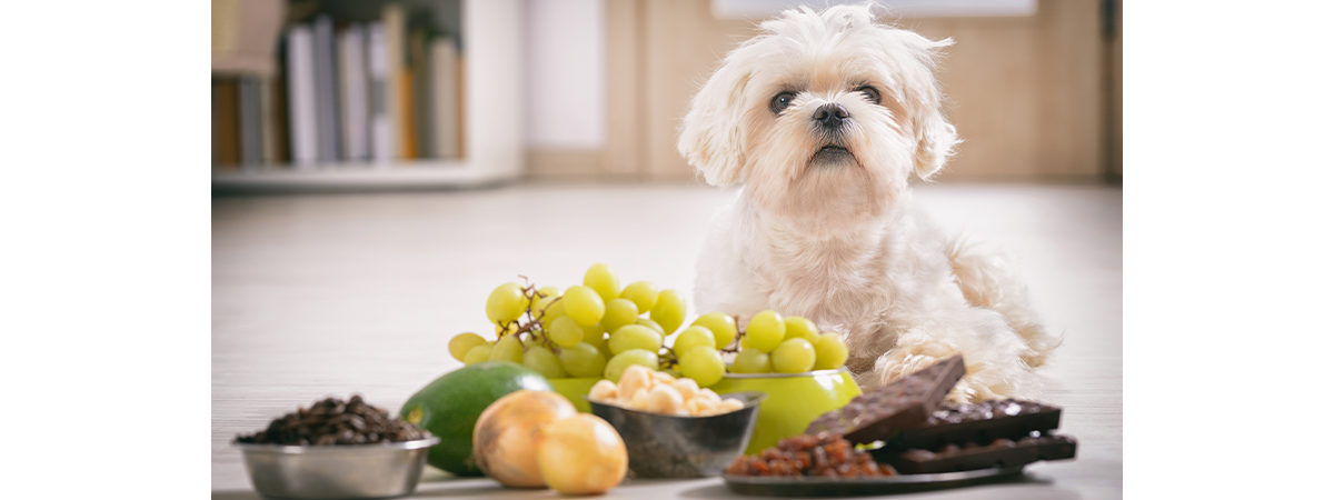A small dog in front of food toxic to him