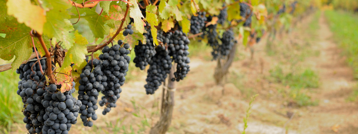 Rows of grape vines