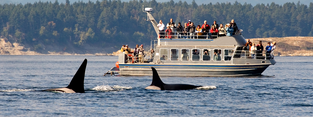 Group of tourists whale watching