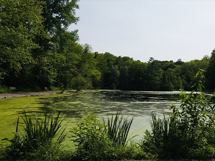 Pond at Saint John's Conservation Loop. Photo credit: Bobby D., 2019, AllTrails.com