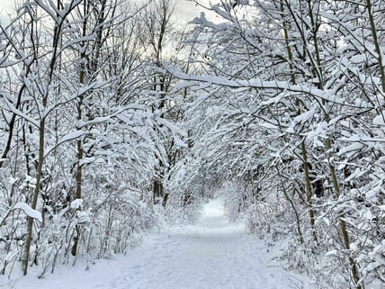 Winter trees at Short Hills Provincial Park. Photo credit: Christine Huang, 2020, AllTrails.com