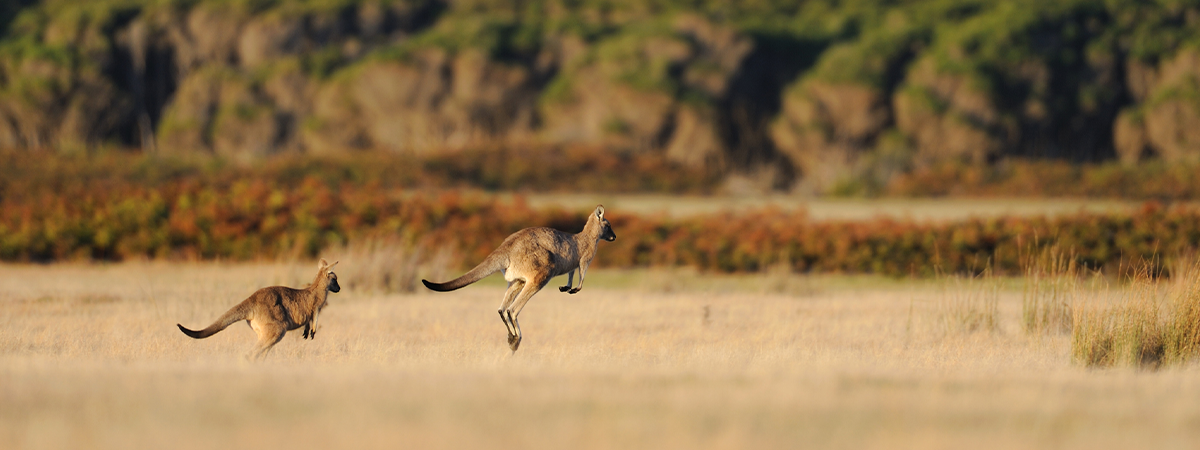 Two kangaroos hopping through the Australian Outback