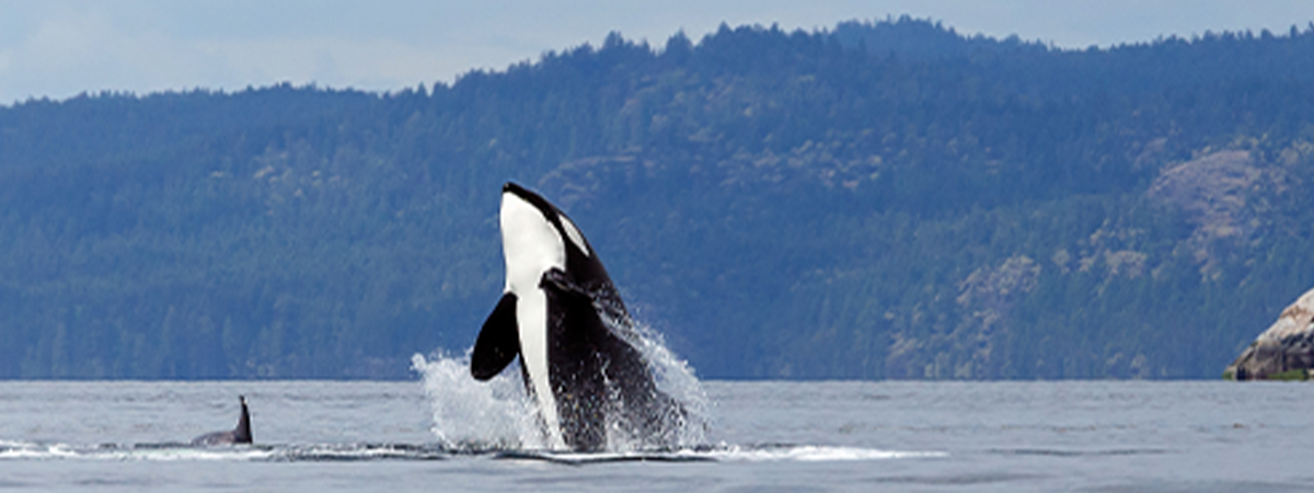 Orca whale breaching the surface of the water