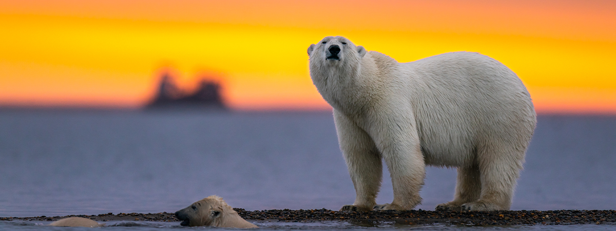 Polar bear standing on the shore during sunset