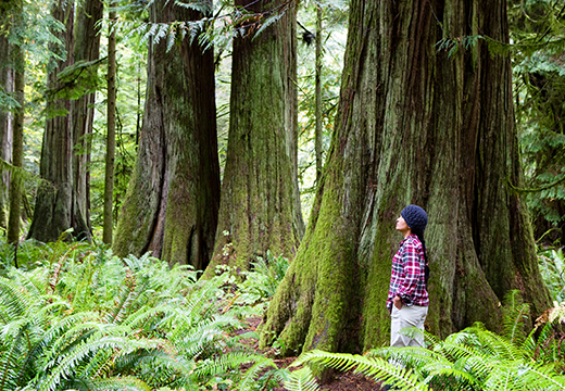 Woman standing amongst trees in Cathedral Grove