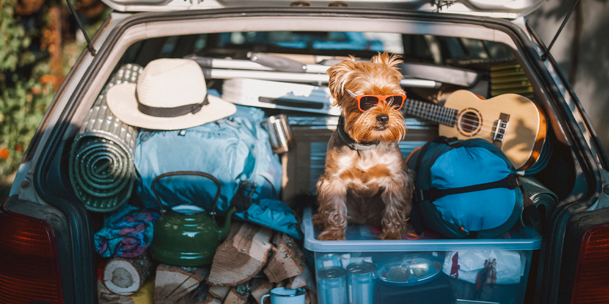 Dog wearing sunglasses standing on top of items packed into the trunk of a car