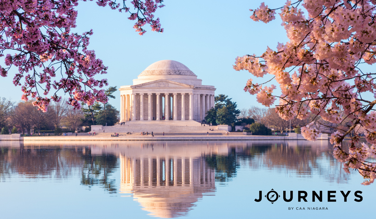 Beautiful early morning Jefferson Memorial with cherry blossoms